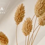 Askka candle shop codermarket.png