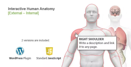 Interactive human anatomy wordpress plugin codermarket.png