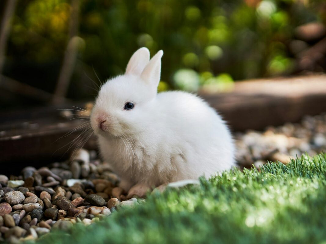 A Deep Dive into RabbitMQ & Python’s Celery: How to Optimise Your Queues
