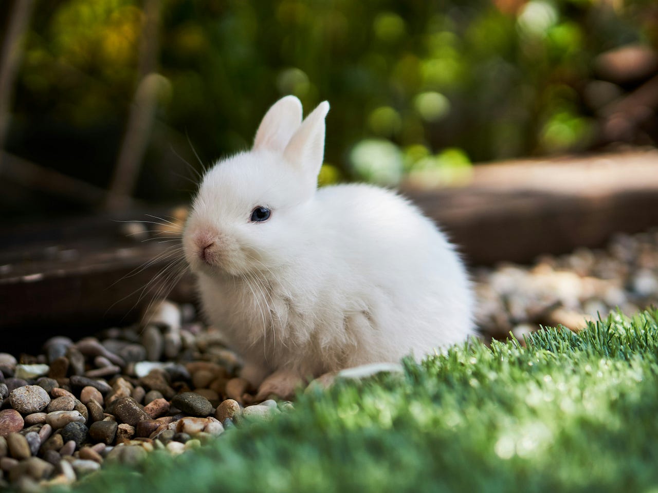 A Deep Dive into RabbitMQ & Python’s Celery: How to Optimise Your Queues